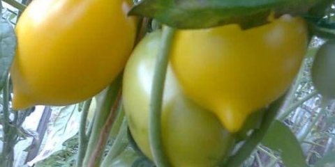 Svetsko čudo od paradajza: recenzije, fotografije, prinos